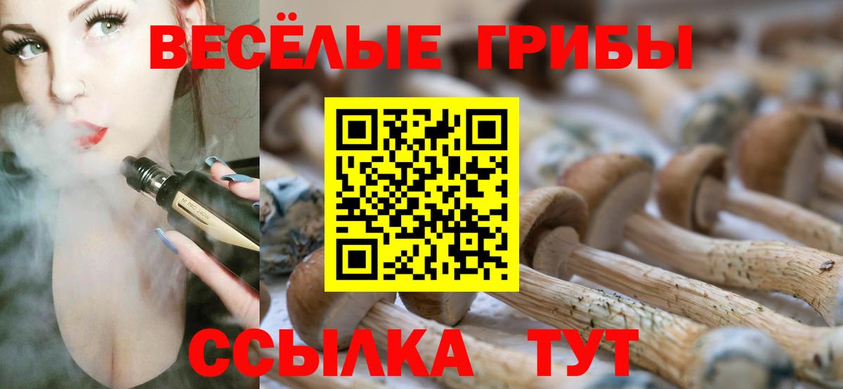 Галлюциногенные грибы Psilocybe Ачинск